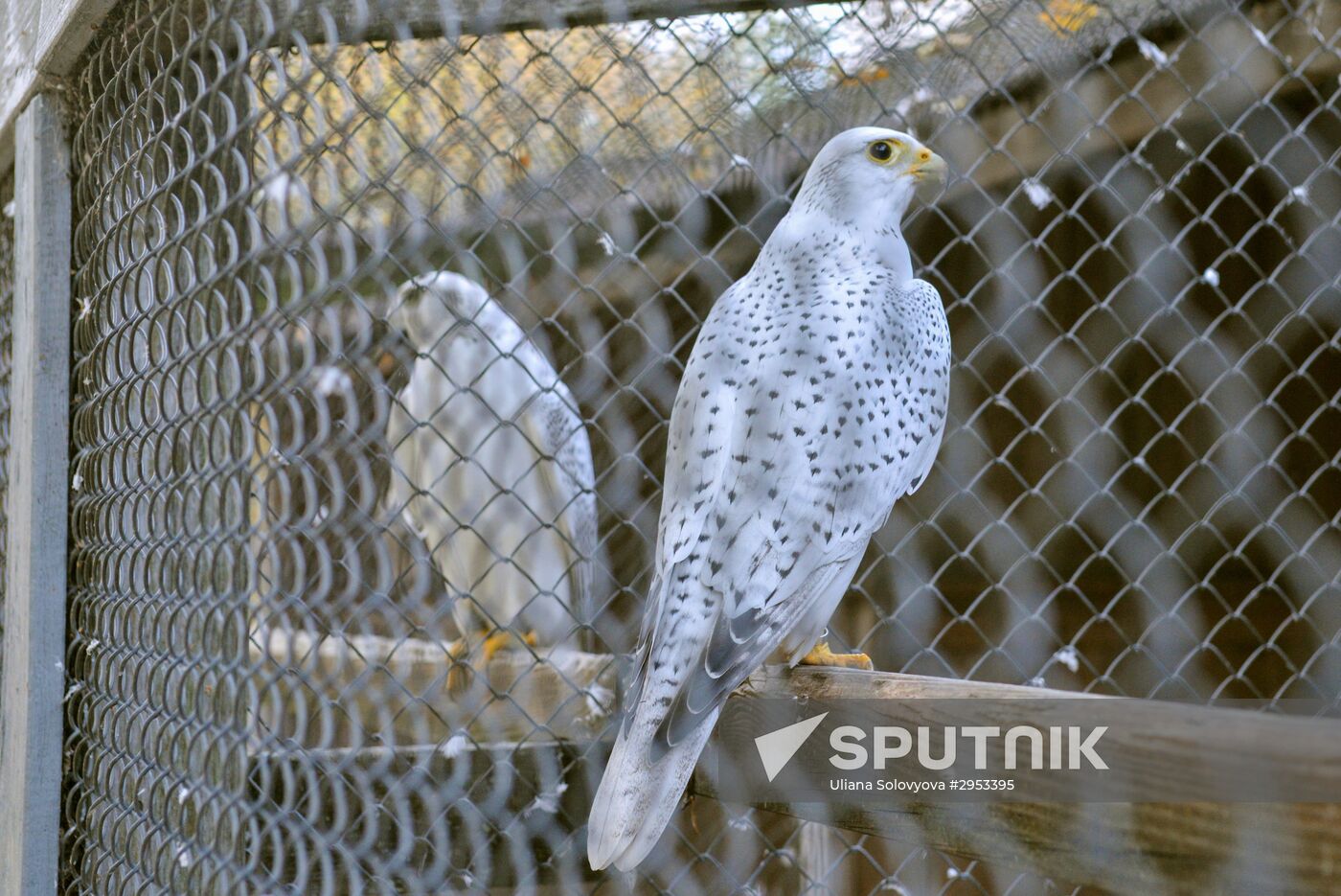 Raptor nursery in Galichya Gora nature reserve