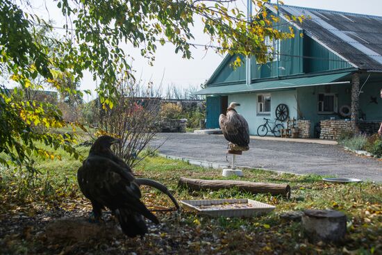 Raptor nursery in Galichya Gora nature reserve
