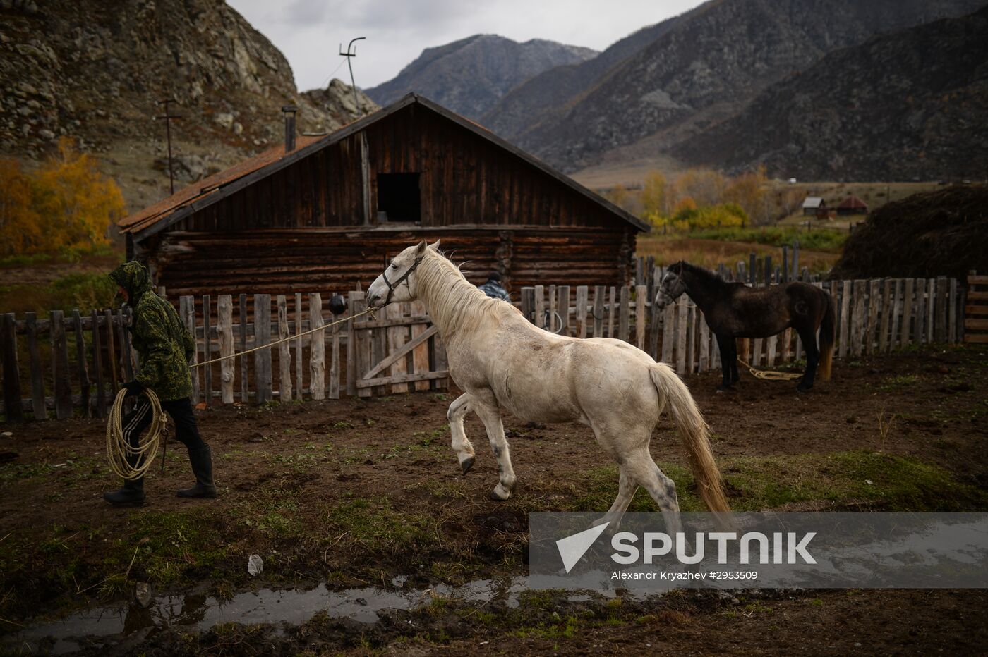 Kok-boru championship in Republic of Altai