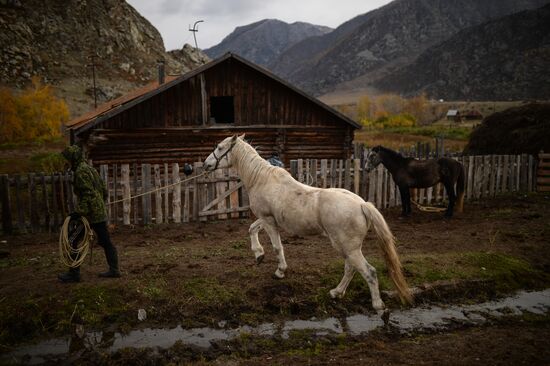 Kok-boru championship in Republic of Altai