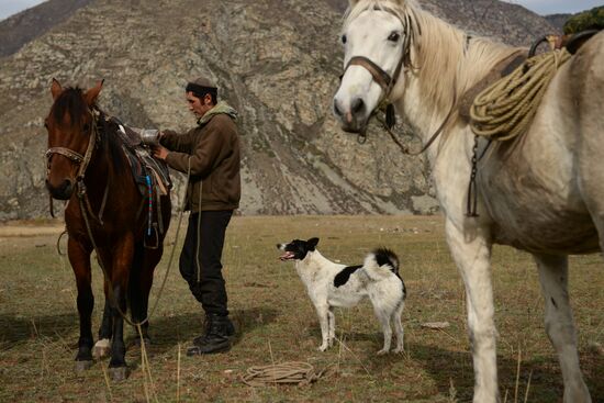 Kok-boru championship in Republic of Altai