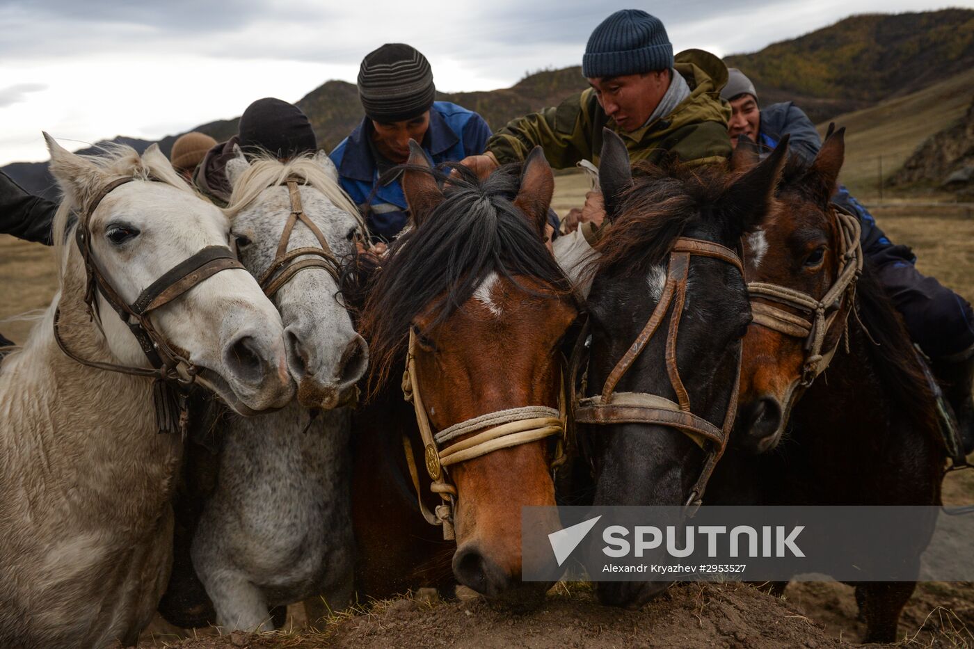 Altai Republic hosts Kok Boru goat-tossing championship