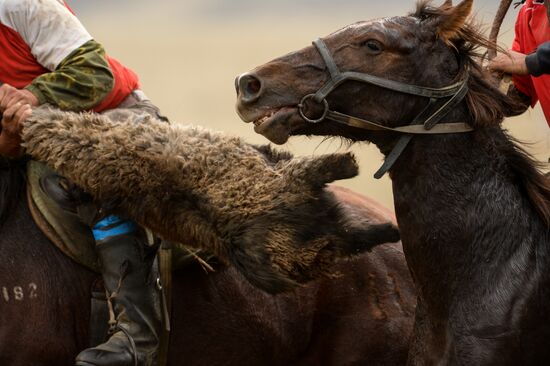 Kok-boru championship in Republic of Altai