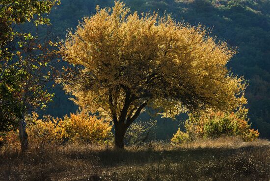 Fall in Crimea