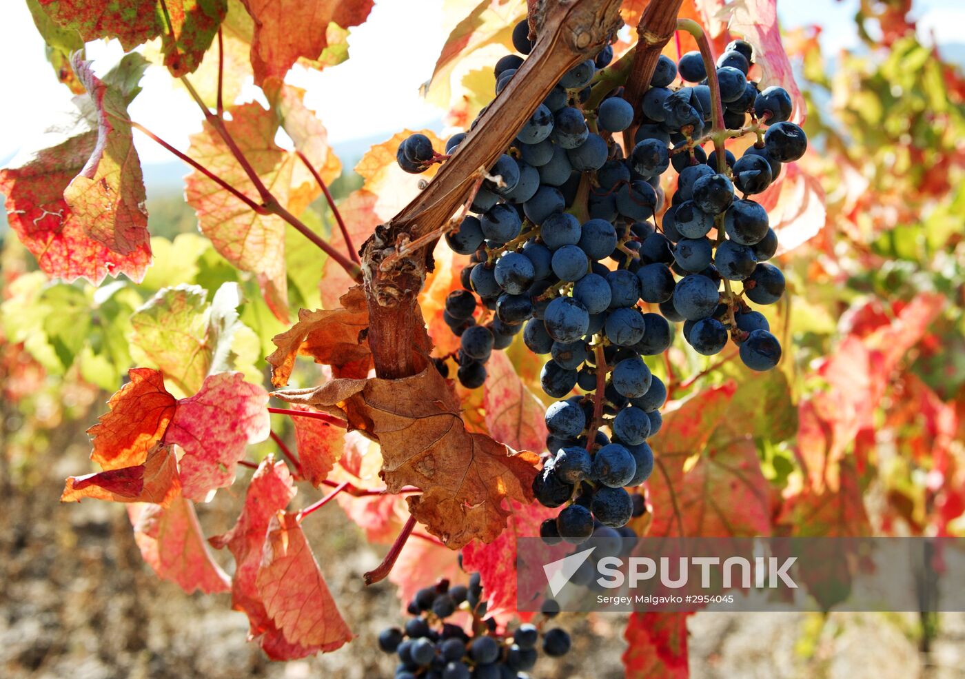 Fall in Crimea
