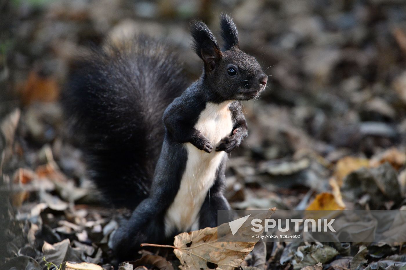 Manchurian squirrels and birds at Vladivostok park
