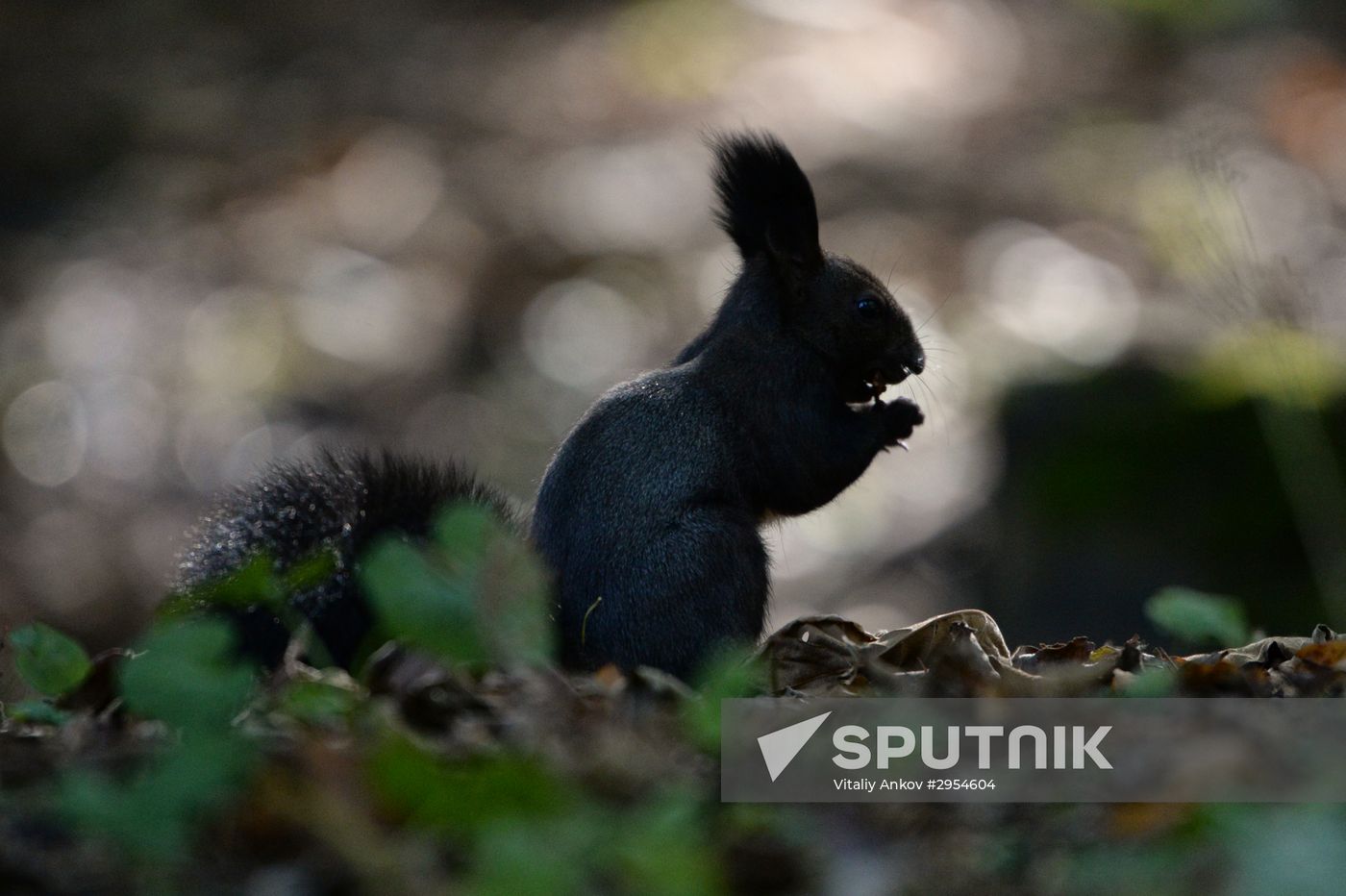 Manchurian squirrels and birds at Vladivostok park