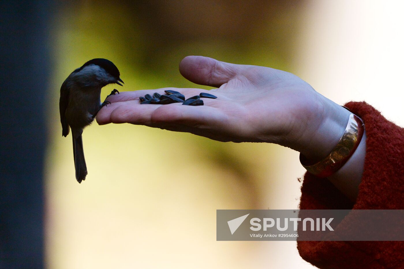 Manchurian squirrels and birds at Vladivostok park