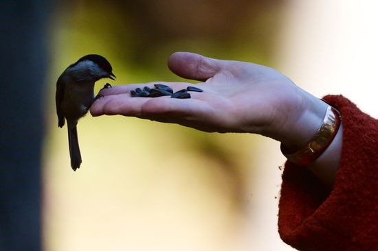 Manchurian squirrels and birds at Vladivostok park