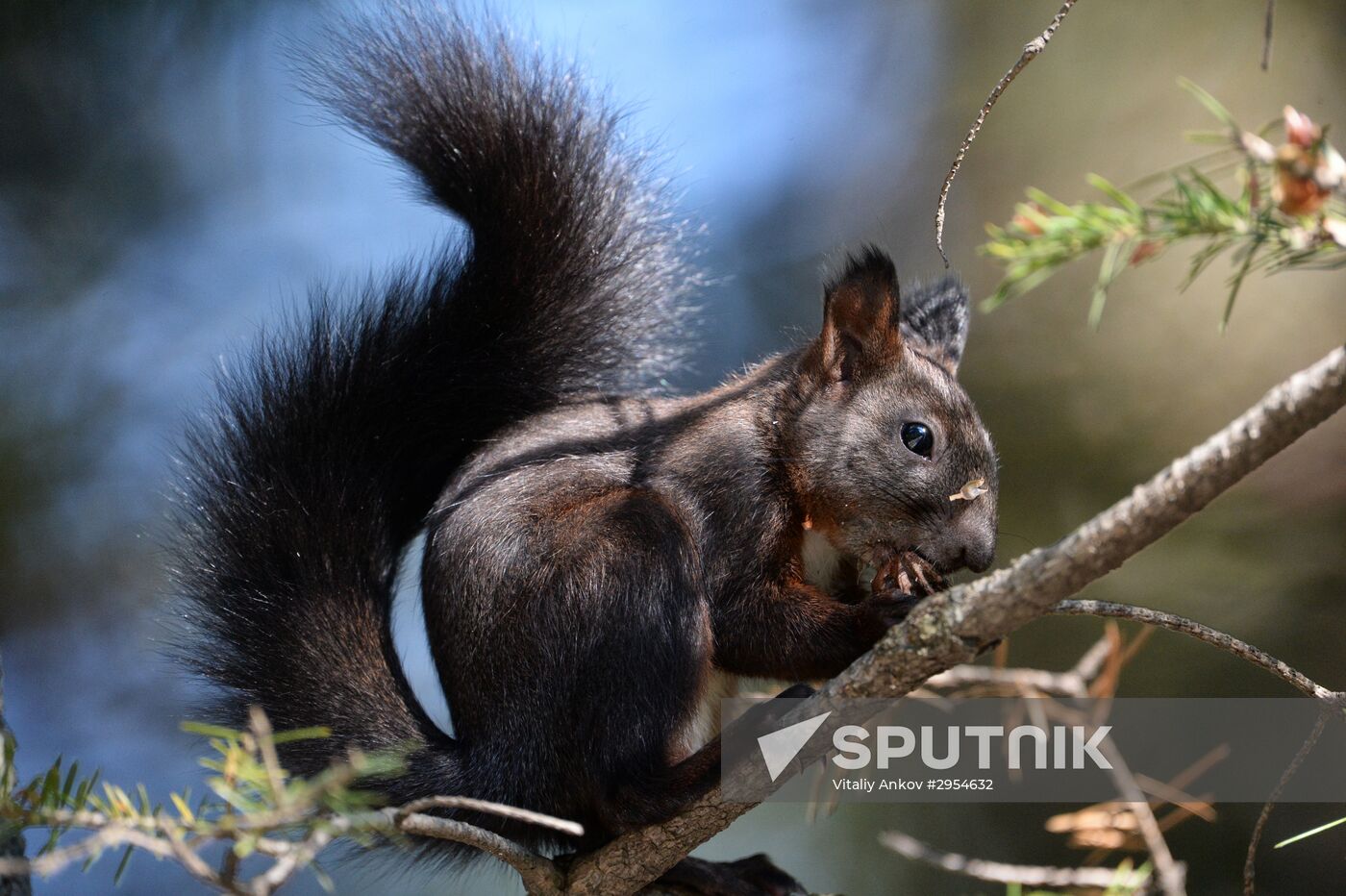 Manchurian squirrels and birds at Vladivostok park