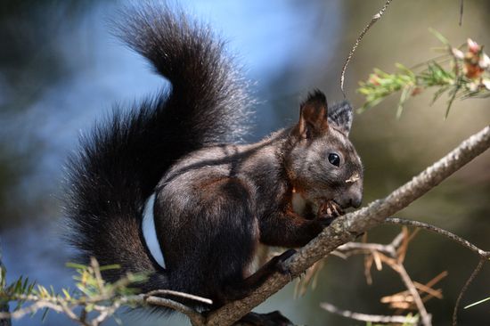 Manchurian squirrels and birds at Vladivostok park