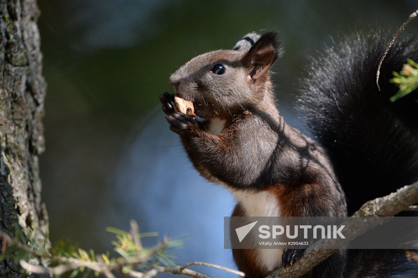 Manchurian squirrels and birds at Vladivostok park