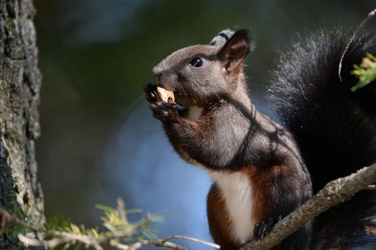 Manchurian squirrels and birds at Vladivostok park