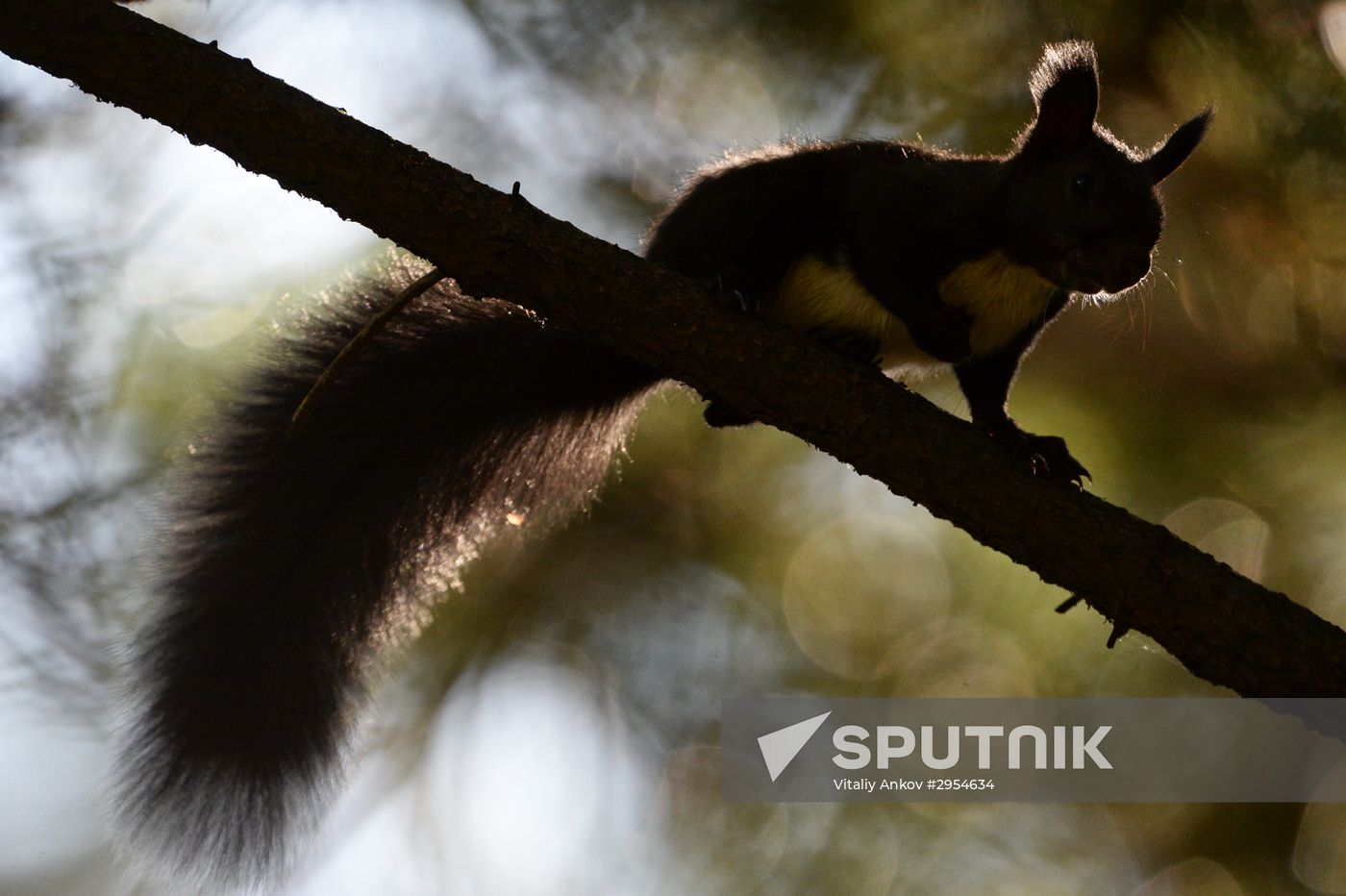 Manchurian squirrels and birds at Vladivostok park