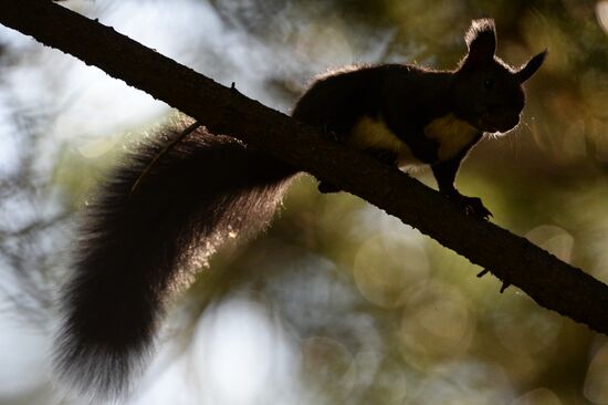 Manchurian squirrels and birds at Vladivostok park