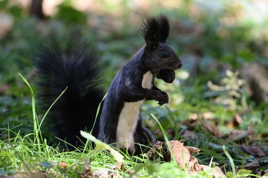Manchurian squirrels and birds at Vladivostok park