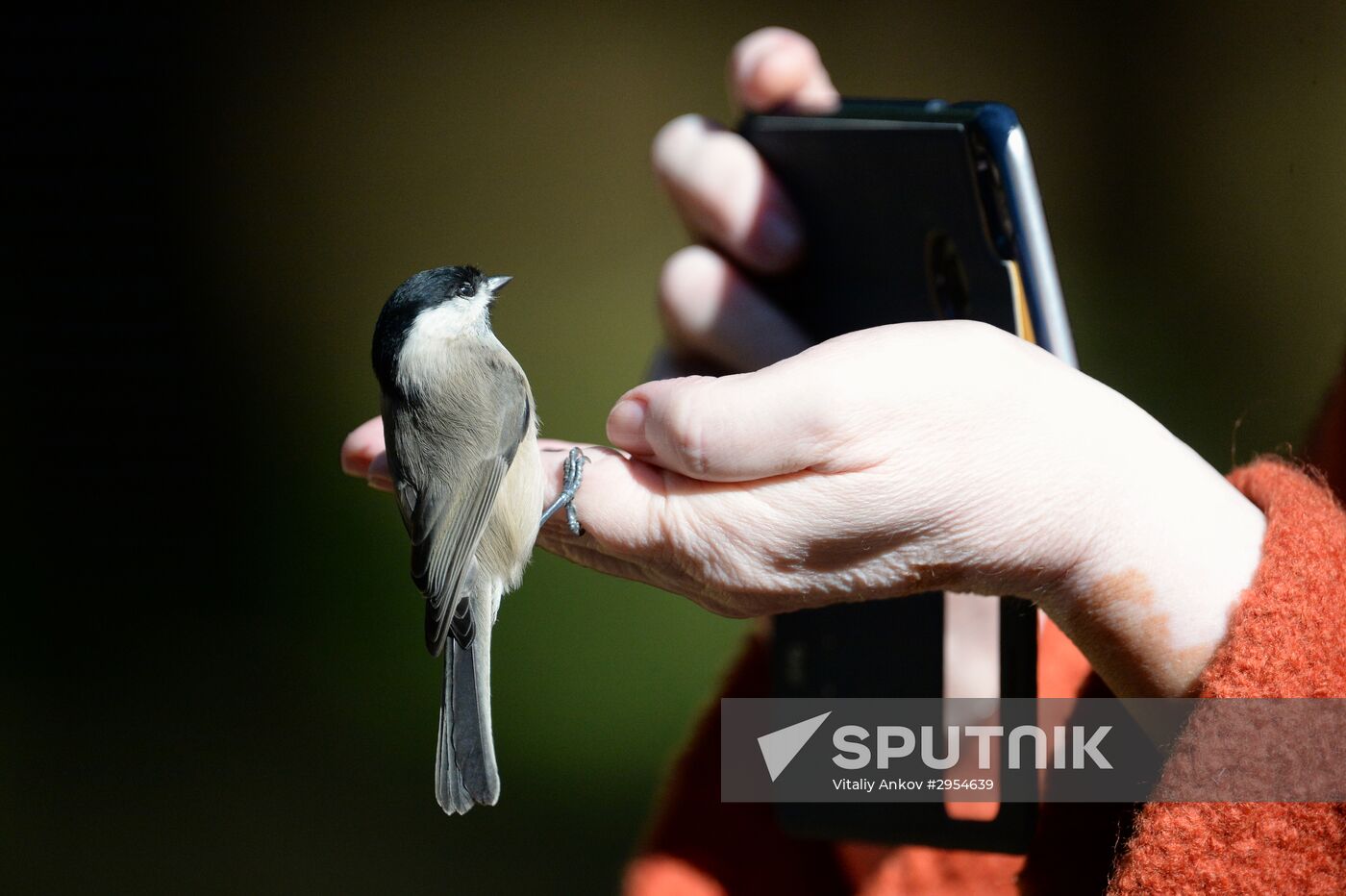 Manchurian squirrels and birds at Vladivostok park