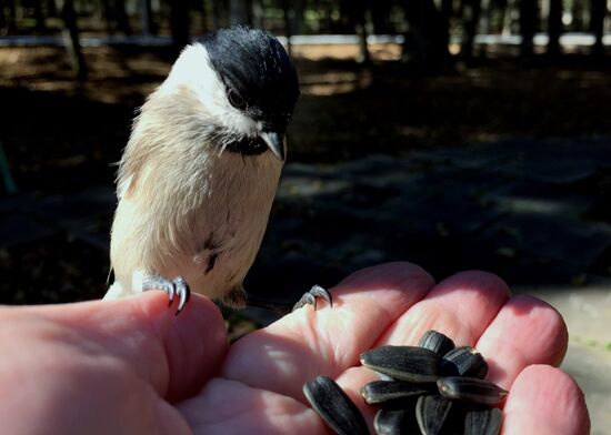 Manchurian squirrels and birds at Vladivostok park