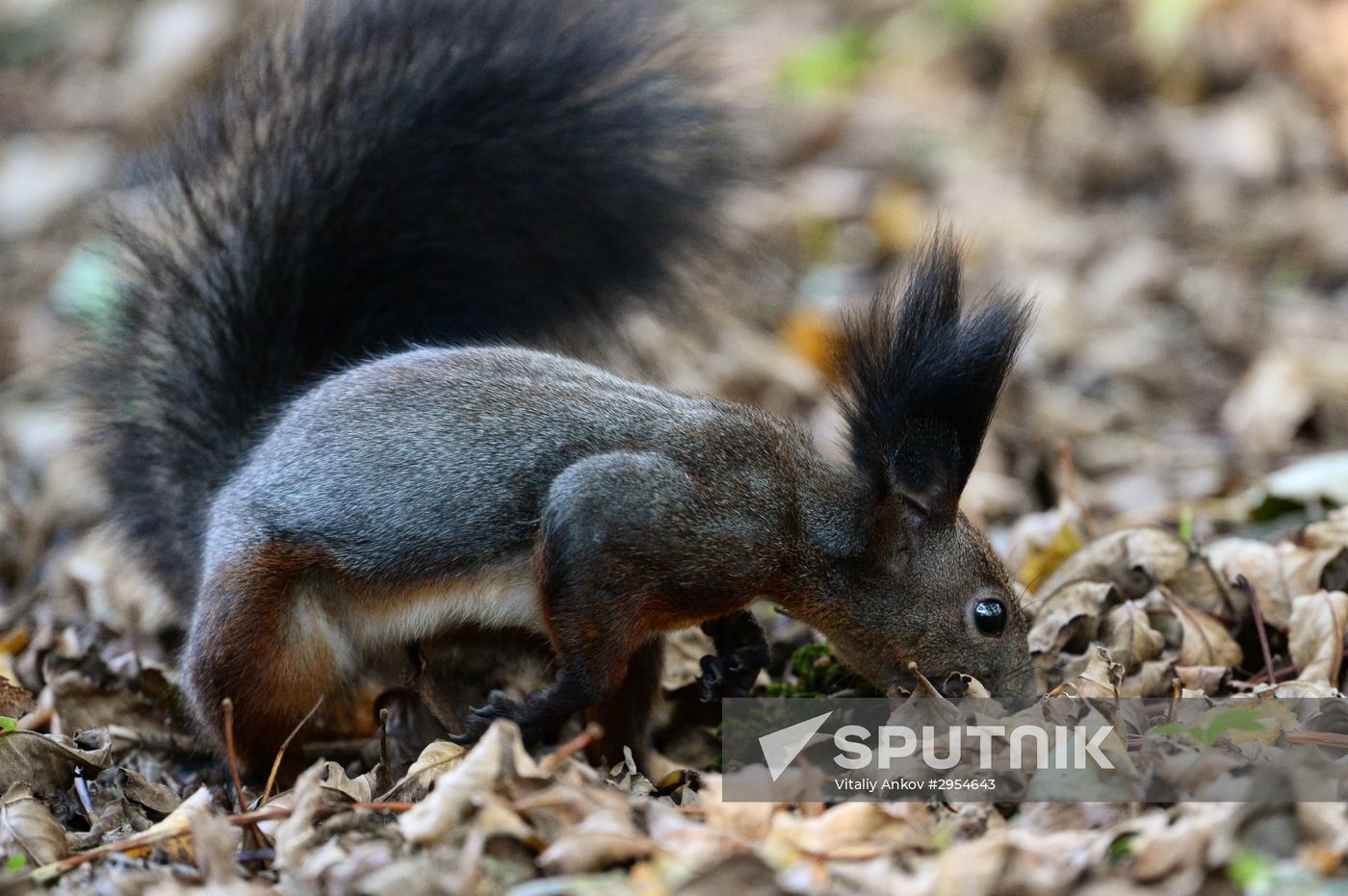 Manchurian squirrels and birds at Vladivostok park