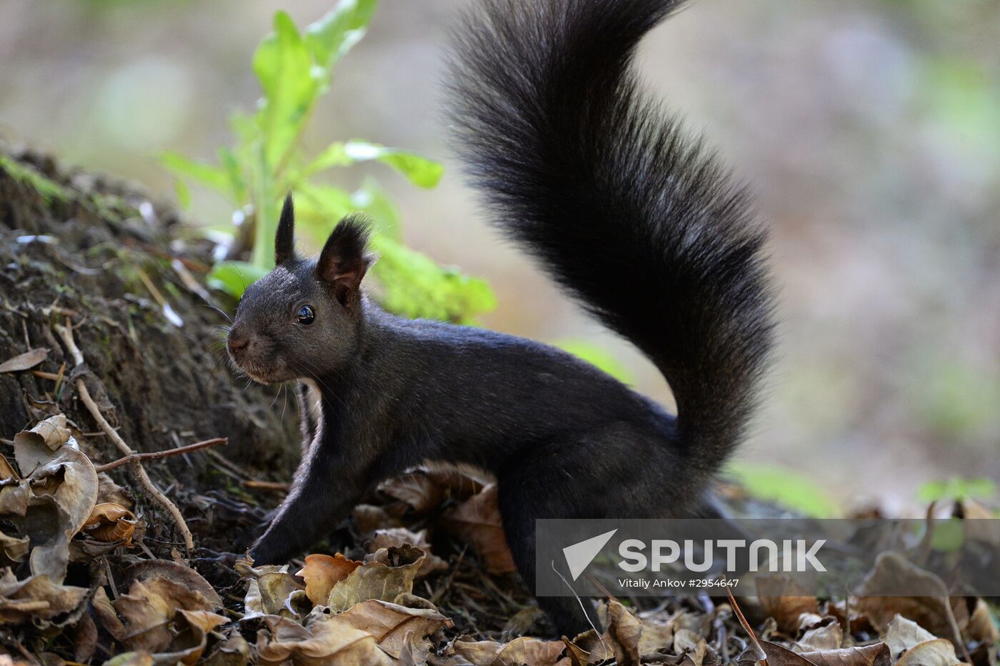 Manchurian squirrels and birds at Vladivostok park