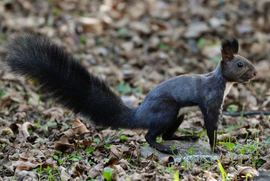 Manchurian squirrels and birds at Vladivostok park