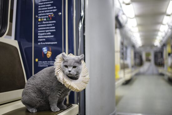 British Shorthair travel in Moscow metro's Shakespeare train