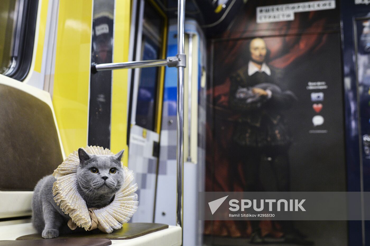 British Shorthair travel in Moscow metro's Shakespeare train