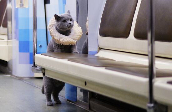 British Shorthair travels in Moscow metro's Shakespeare train
