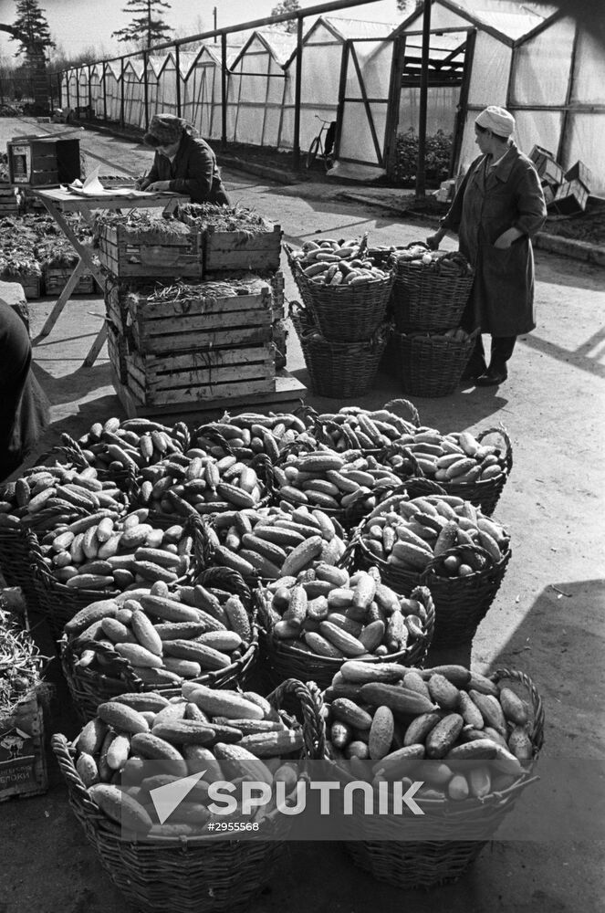 Leninsky Lug collective farm near Moscow