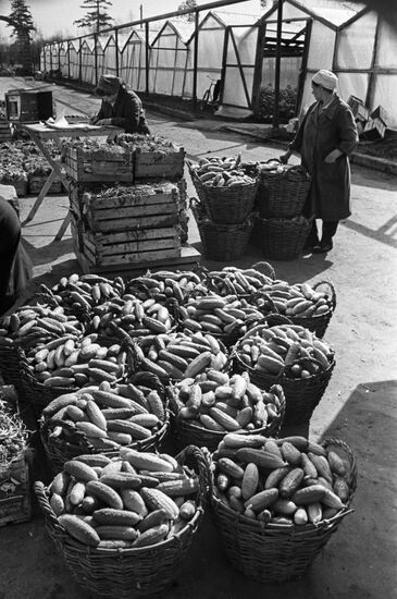 Leninsky Lug collective farm near Moscow