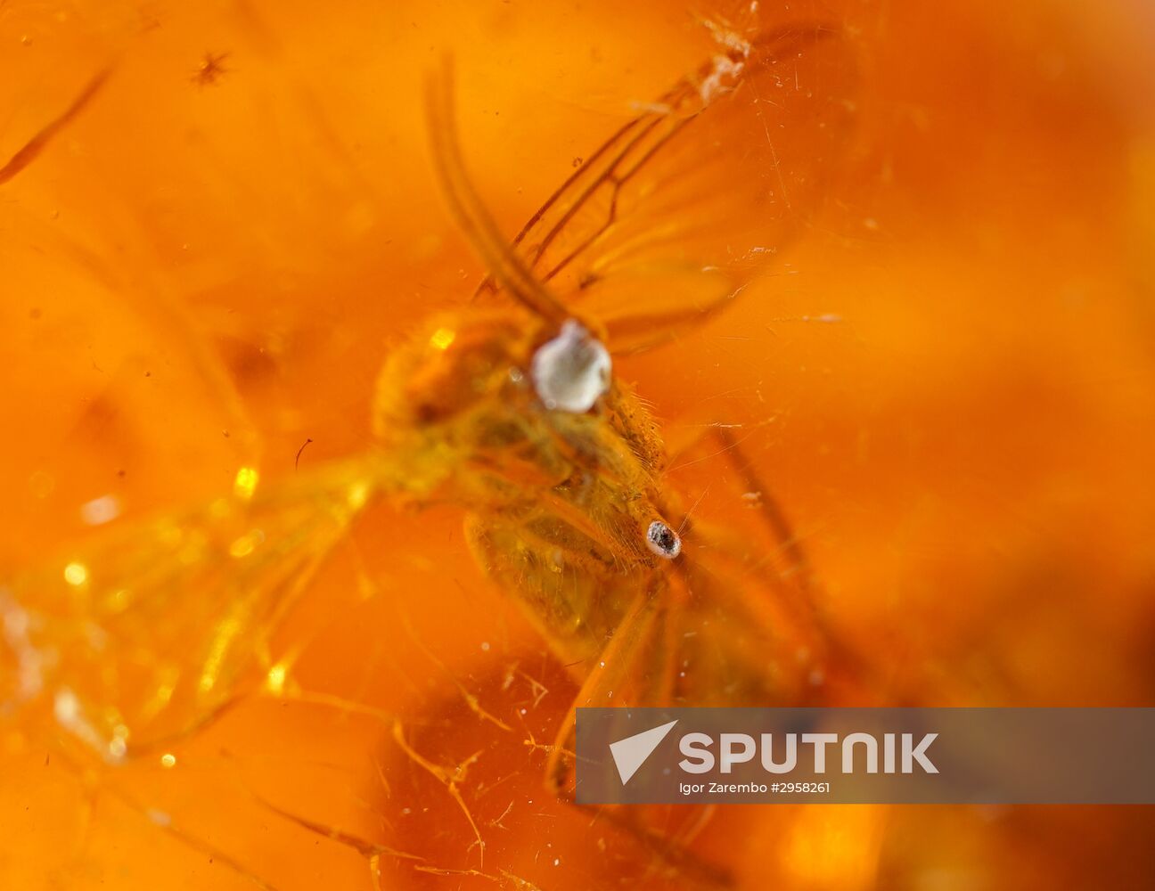 Inclusions on display at the Kaliningrad Amber Museum