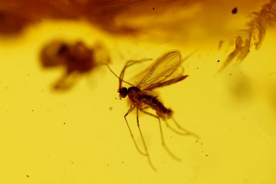 Inclusions on display at the Kaliningrad Amber Museum