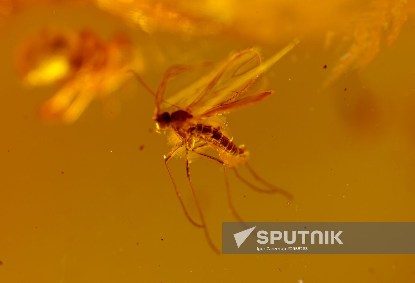 Inclusions on display at the Kaliningrad Amber Museum