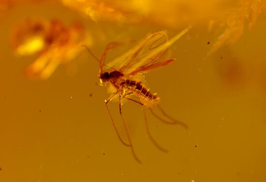 Inclusions on display at the Kaliningrad Amber Museum