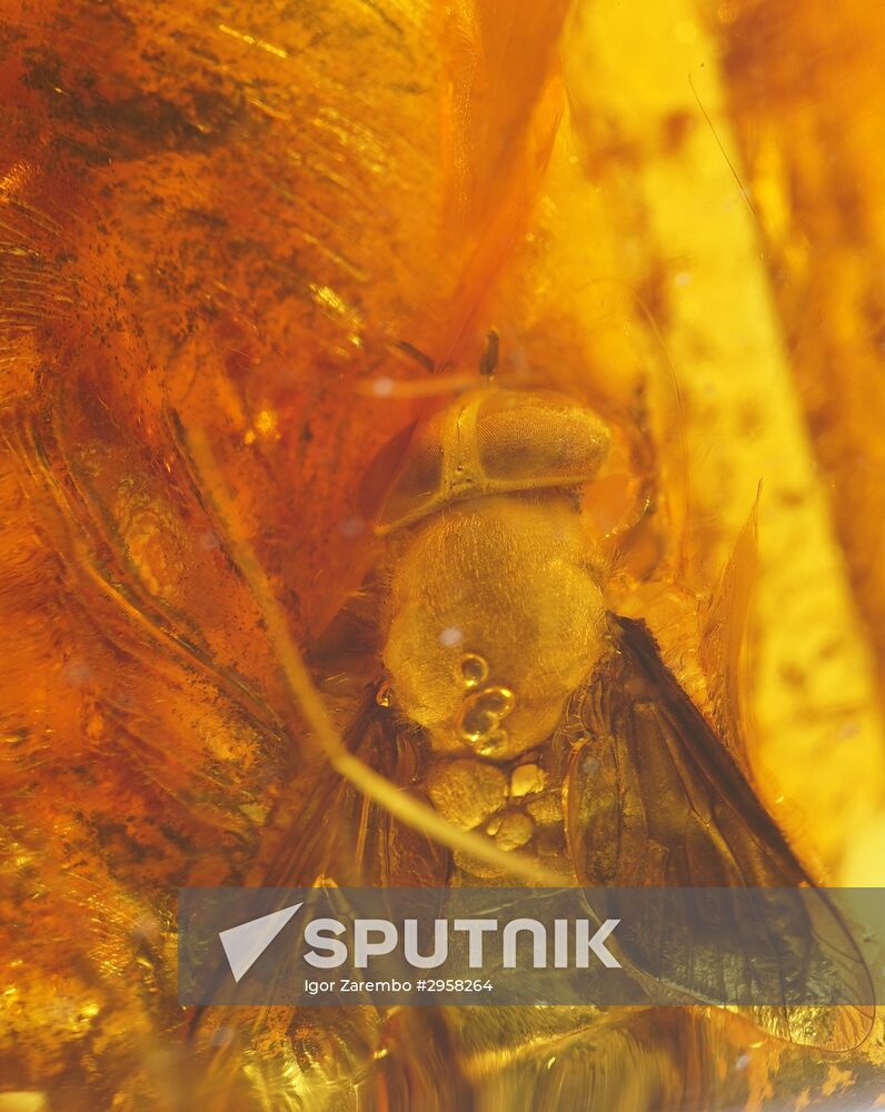 Inclusions on display at the Kaliningrad Amber Museum