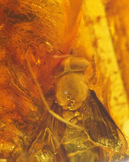 Inclusions on display at the Kaliningrad Amber Museum