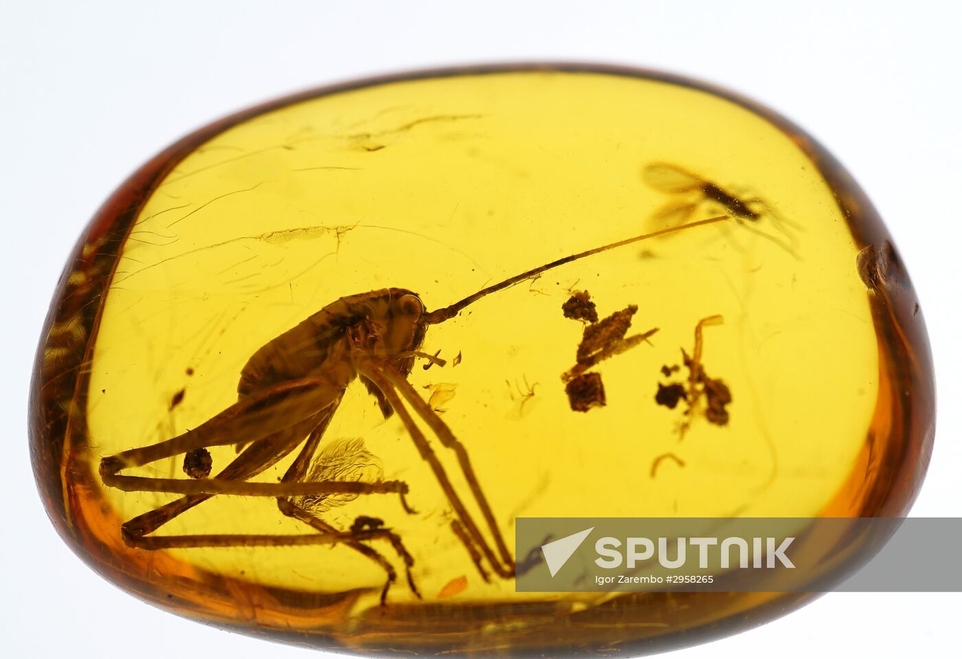 Inclusions on display at the Kaliningrad Amber Museum