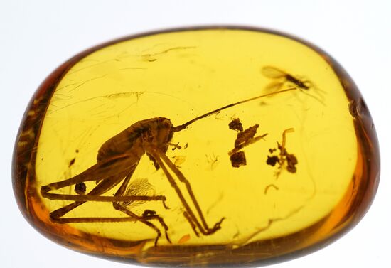 Inclusions on display at the Kaliningrad Amber Museum