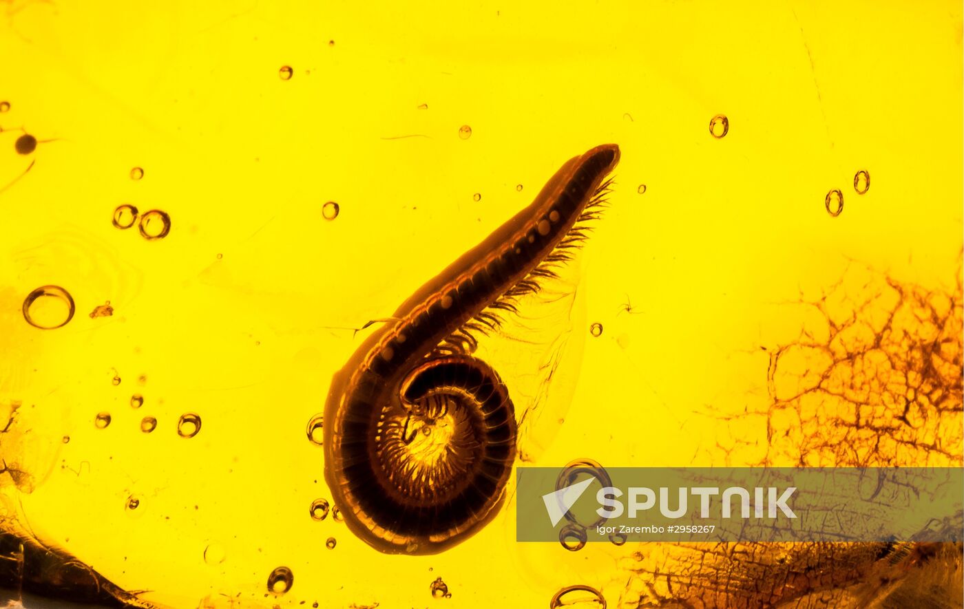 Inclusions on display at the Kaliningrad Amber Museum