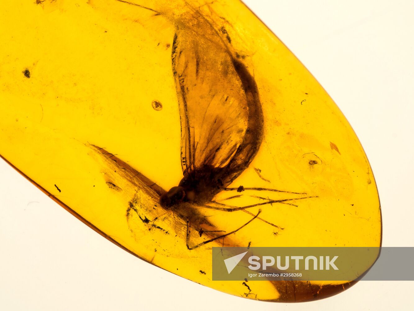 Inclusions on display at the Kaliningrad Amber Museum