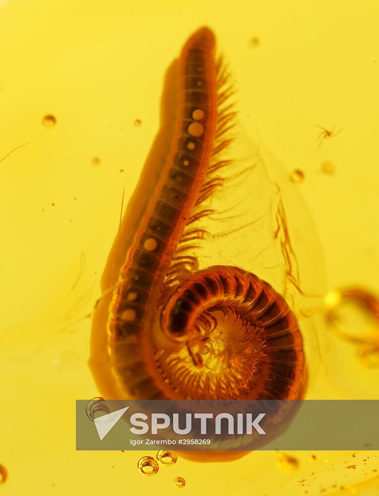 Inclusions on display at the Kaliningrad Amber Museum