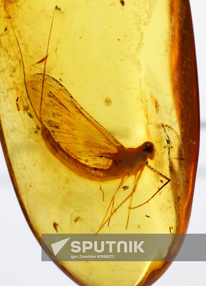 Inclusions on display at the Kaliningrad Amber Museum