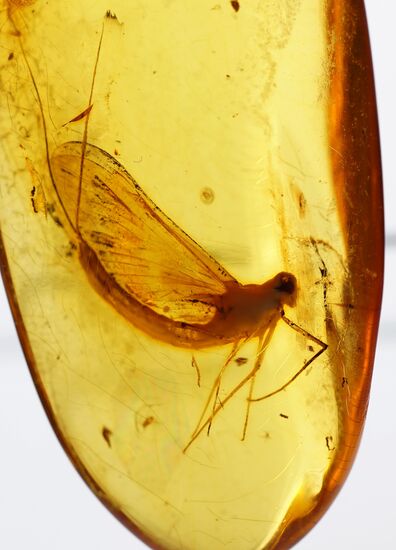 Inclusions on display at the Kaliningrad Amber Museum