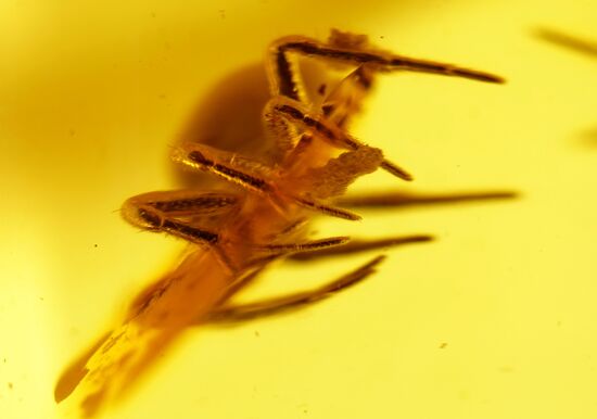 Inclusions on display at the Kaliningrad Amber Museum