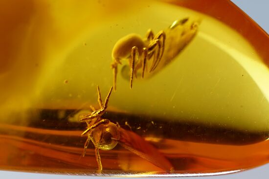 Inclusions on display at the Kaliningrad Amber Museum