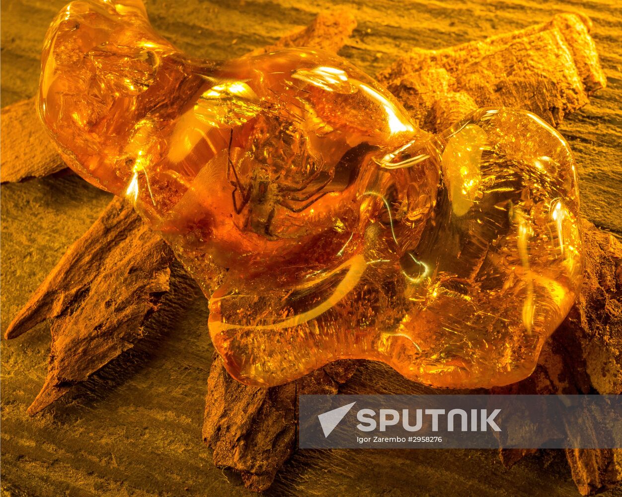 Inclusions on display at the Kaliningrad Amber Museum