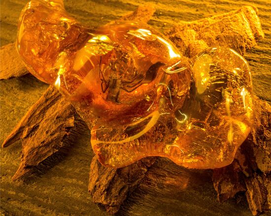 Inclusions on display at the Kaliningrad Amber Museum