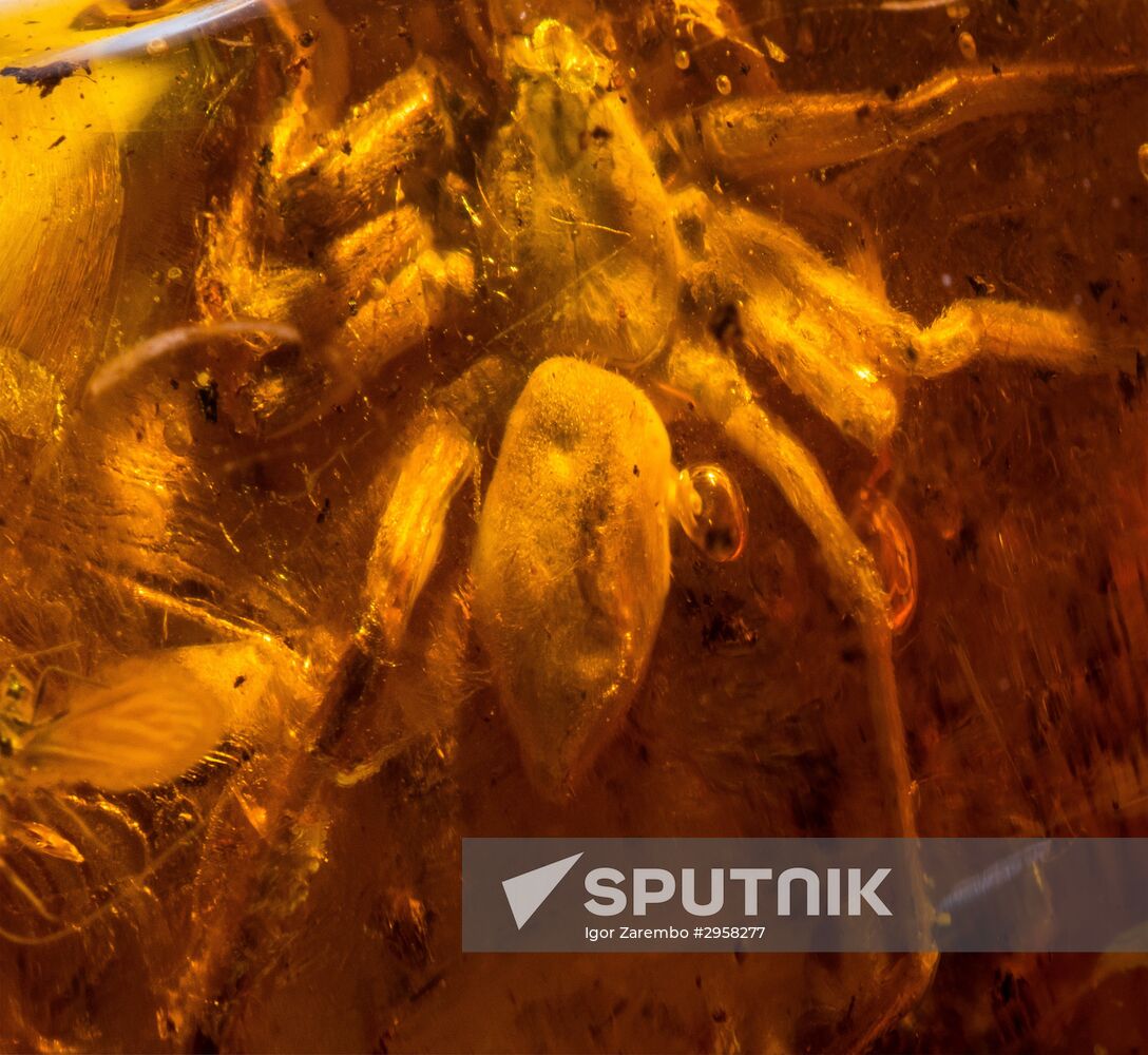 Inclusions on display at the Kaliningrad Amber Museum