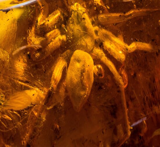 Inclusions on display at the Kaliningrad Amber Museum