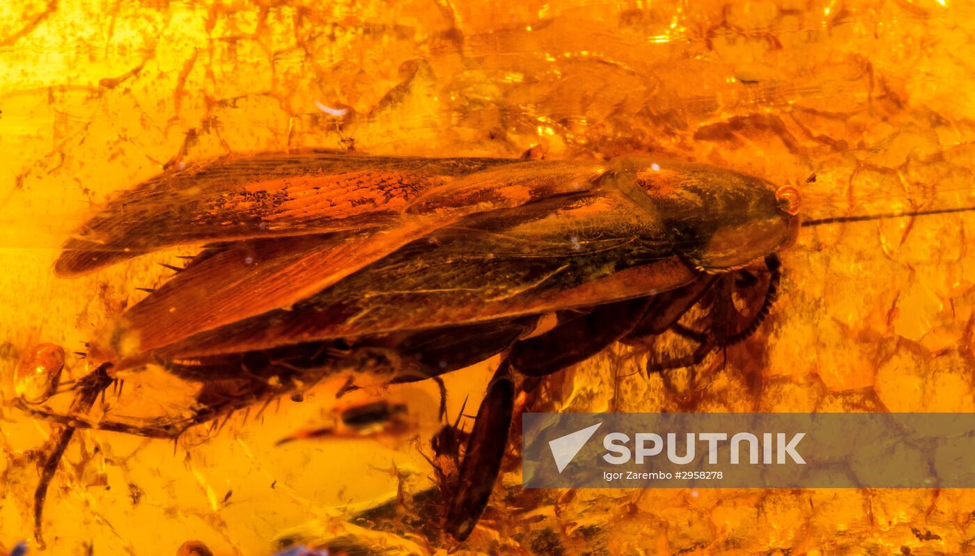 Inclusions on display at the Kaliningrad Amber Museum